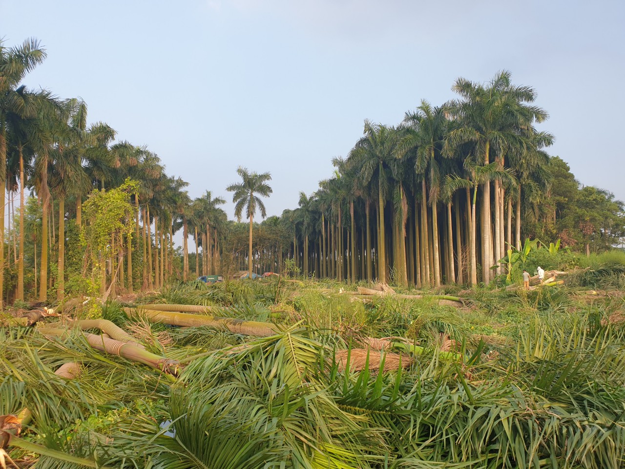 đường-tây-thăng-long-avenue-garden-bui-ngoc-khanh (11)